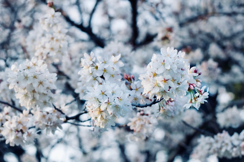 Japonya'da Sakura Festivali: En İyi Zaman ve Mekanlar