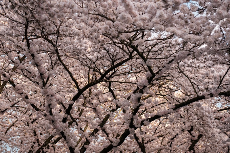 Japonya'da Sakura Festivali: En İyi Zaman ve Mekanlar