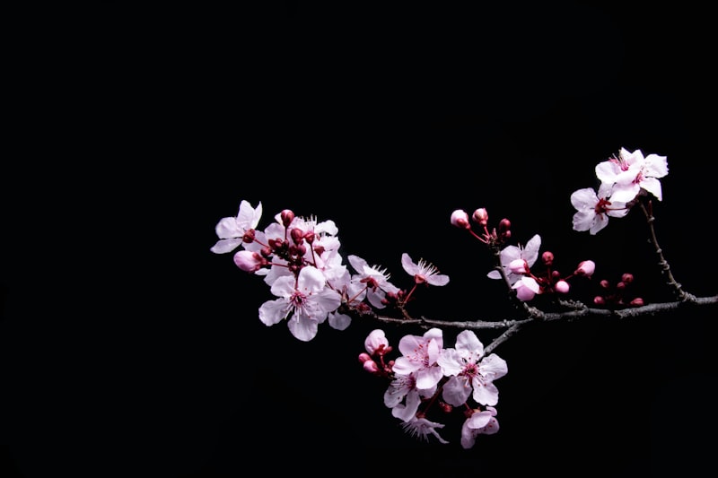 Japonya'da Sakura Festivali: En İyi Zaman ve Mekanlar