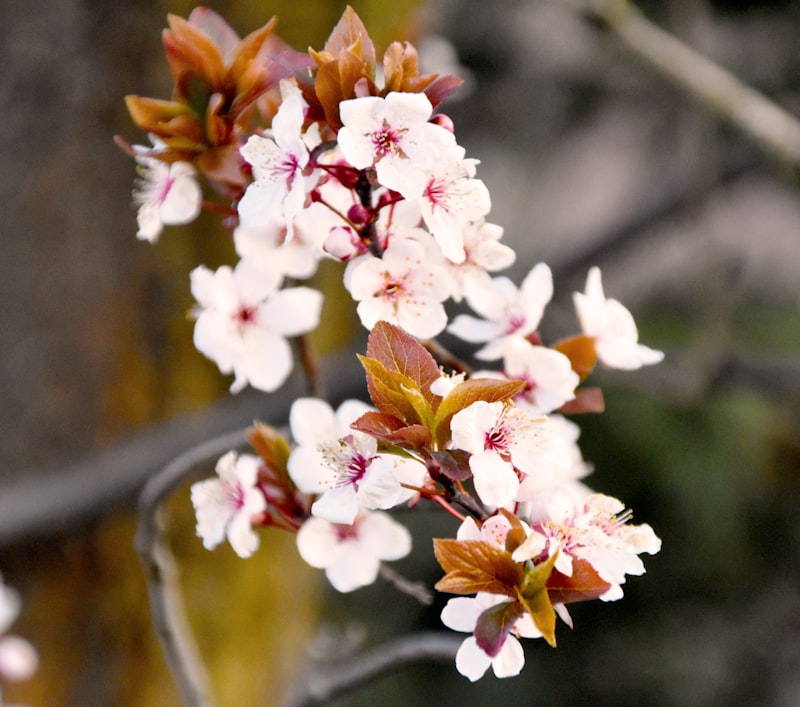 Japonya'da Sakura Festivali: En İyi Zaman ve Mekanlar